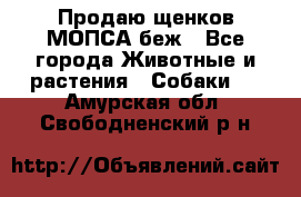 Продаю щенков МОПСА беж - Все города Животные и растения » Собаки   . Амурская обл.,Свободненский р-н